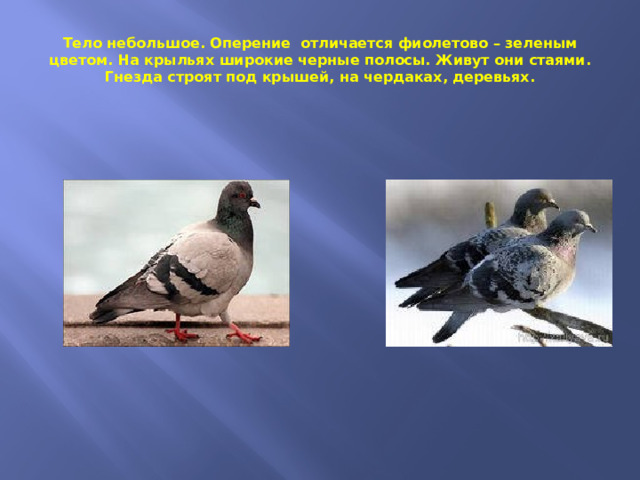 Тело небольшое. Оперение отличается фиолетово – зеленым цветом. На крыльях широкие черные полосы. Живут они стаями. Гнезда строят под крышей, на чердаках, деревьях. 