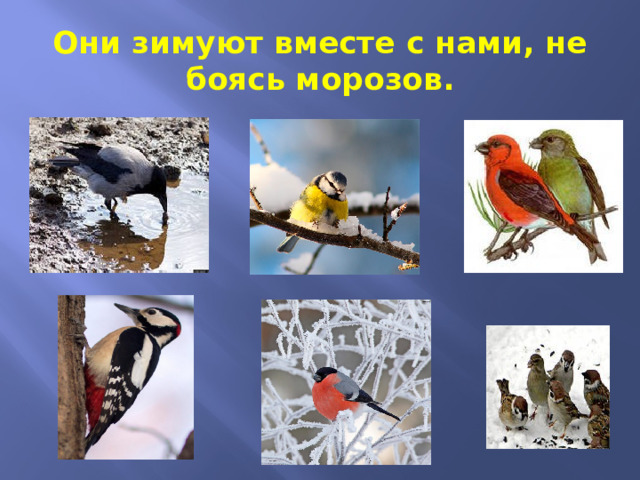 Они зимуют вместе с нами, не боясь морозов.  