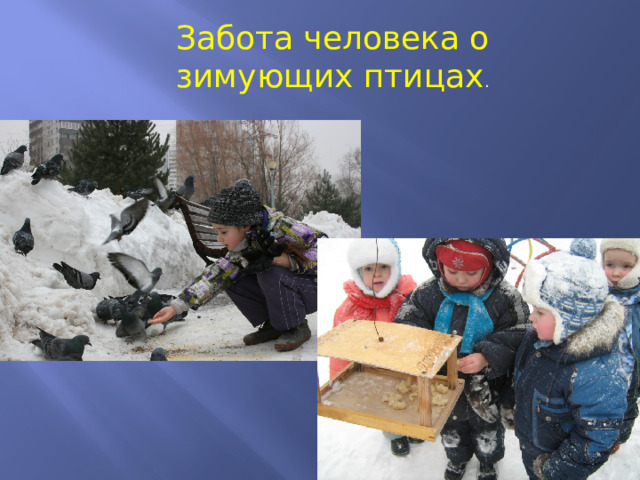 Забота человека о зимующих птицах . 