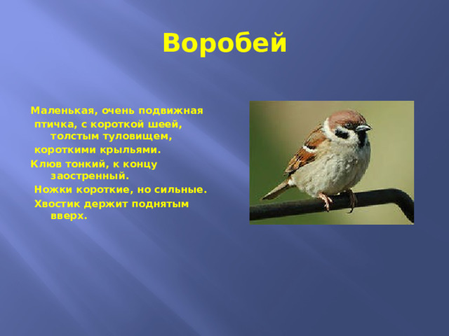 Воробей  Маленькая, очень подвижная  птичка, с короткой шеей, толстым туловищем,  короткими крыльями. Клюв тонкий, к концу заостренный.  Ножки короткие, но сильные.  Хвостик держит поднятым вверх.  