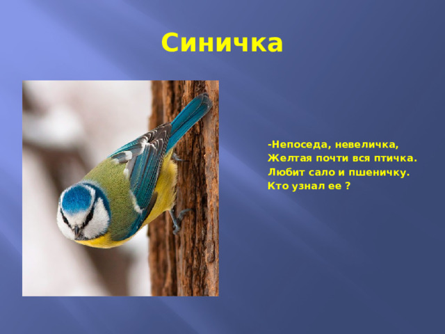 Синичка -Непоседа, невеличка, Желтая почти вся птичка. Любит сало и пшеничку. Кто узнал ее ? 