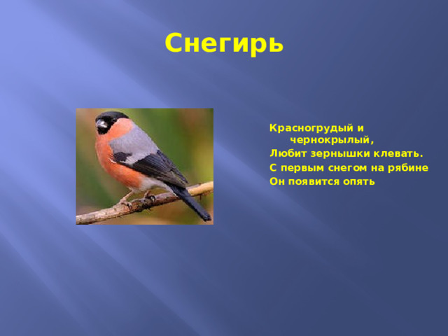 Снегирь Красногрудый и чернокрылый, Любит зернышки клевать. С первым снегом на рябине Он появится опять 