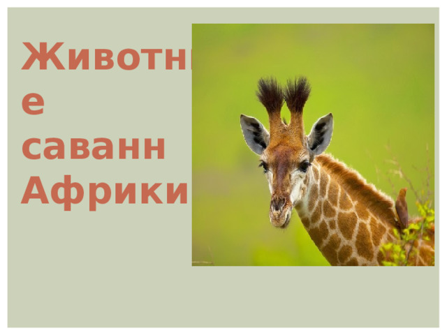  Животные саванн Африки 