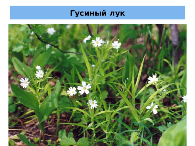 Гусиный лук 