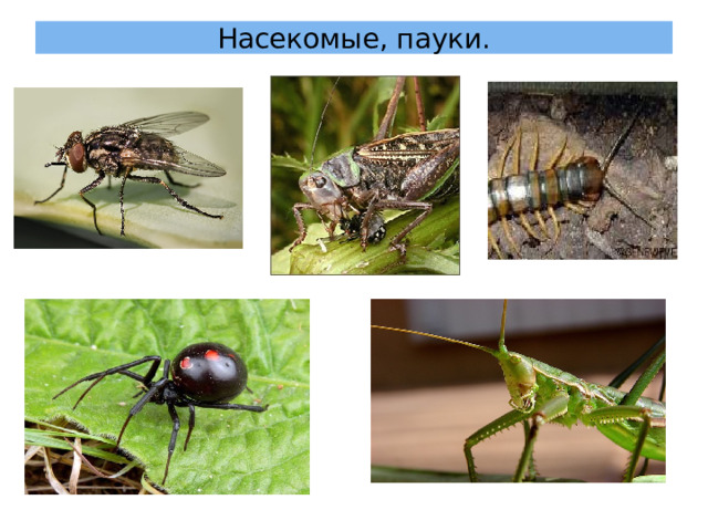 Насекомые, пауки. 