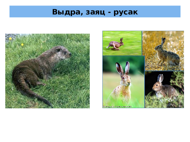 Выдра, заяц - русак 