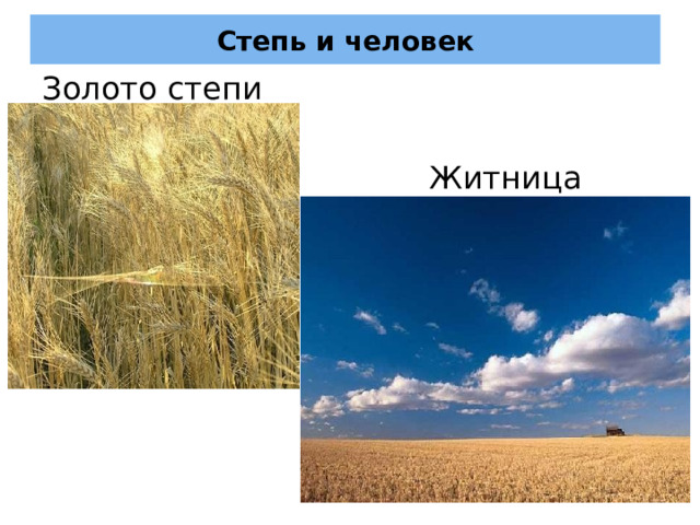 Степь и человек Золото степи  Житница России 
