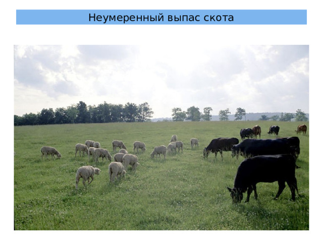 Неумеренный выпас скота 