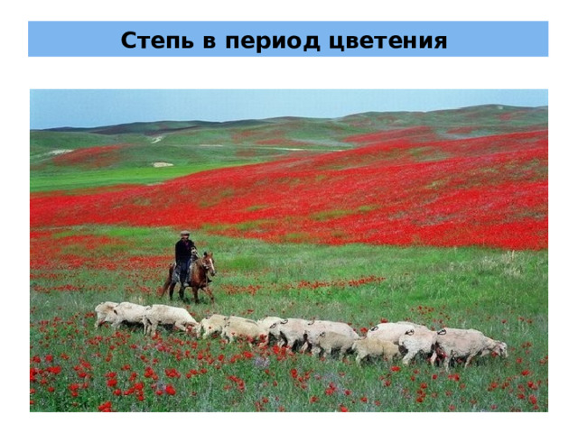 Степь в период цветения 