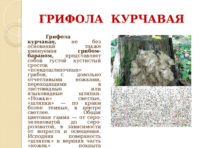 ГРИФОЛА КУРЧАВАЯ  Грифола курчавая, не без оснований также именуемая грибом-бараном, представляет собой густой кустистый сросток «псевдошляпочных» грибов, с довольно отчетливыми ножками, переходящими в листовидные или языковидные шляпки. «Ножки» светлые, «шляпки» — по краям более темные, в центре светлее.  Общая цветовая гамма — от серо-зеленоватой до серо-розоватой, в зависимости от возраста и освещения. Исподняя поверхность «шляпок» и верхняя часть «ножек» покрыта мелкотрубчатым спороносным слоем. Мякоть белая, довольно ломкая, обладает интересным ореховым запахом и вкусом. 