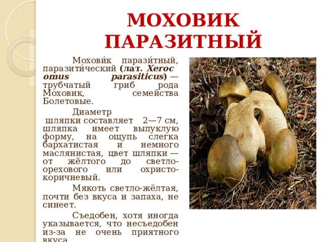 МОХОВИК ПАРАЗИТНЫЙ  Мохови́к парази́тный, паразити́ческий  (лат.  Xerocomus parasiticus )  — трубчатый гриб рода Моховик, семейства Болетовые.  Диаметр  шляпки составляет 2—7 см, шляпка имеет выпуклую форму, на ощупь слегка бархатистая и немного маслянистая, цвет шляпки — от жёлтого до светло-орехового или охристо-коричневый.  Мякоть светло-жёлтая, почти без вкуса и запаха, не синеет.  Съедобен, хотя иногда указывается, что несъедобен из-за не очень приятного вкуса. 