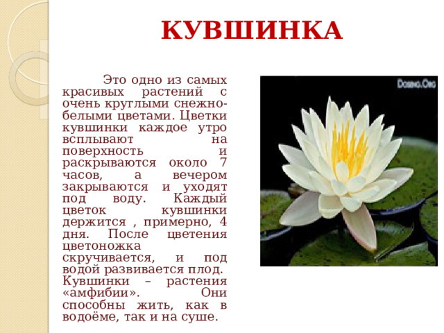 КУВШИНКА  Это одно из самых красивых растений с очень круглыми снежно-белыми цветами. Цветки кувшинки каждое утро всплывают на поверхность и раскрываются около 7 часов, а вечером закрываются и уходят под воду. Каждый цветок кувшинки держится , примерно, 4 дня. После цветения цветоножка скручивается, и под водой развивается плод. Кувшинки – растения «амфибии». Они способны жить, как в водоёме, так и на суше. 