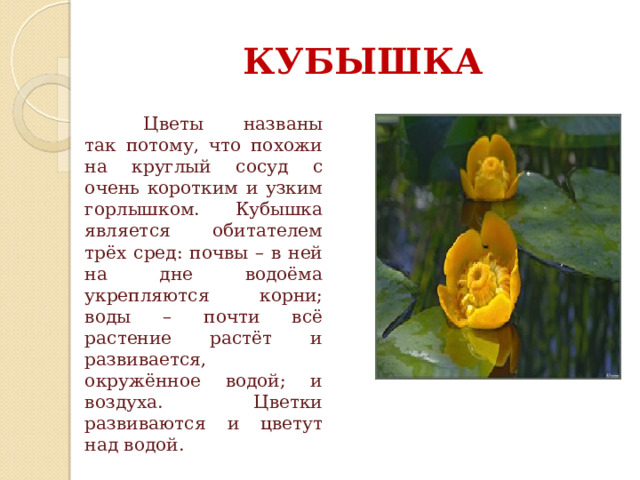 КУБЫШКА  Цветы названы так потому, что похожи на круглый сосуд с очень коротким и узким горлышком. Кубышка является обитателем трёх сред: почвы – в ней на дне водоёма укрепляются корни; воды – почти всё растение растёт и развивается, окружённое водой; и воздуха. Цветки развиваются и цветут над водой. 