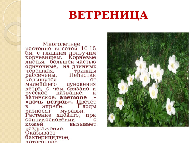 ВЕТРЕНИЦА  Многолетнее растение высотой 10-15 см, с гладким ползучим корневищем. Корневые листья, большей частью одиночные, на длинных черешках, трижды рассечены. Лепестки колышутся от малейшего дуновения ветра, с чем связано и русское название, и латинское: anemone – «дочь ветров». Цветёт в апреле. Плоды разносят муравьи.  Растение ядовито, при соприкосновении с кожей вызывает раздражение. Оказывает бактерицидное, потогонное, противогрибковое и болеутоляющее действие. 