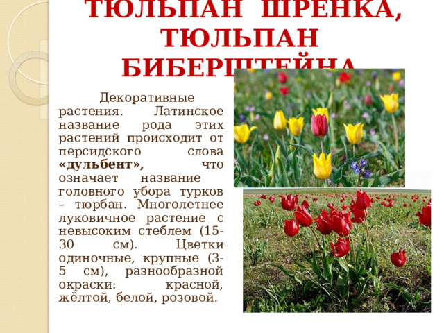 ТЮЛЬПАН ШРЕНКА, ТЮЛЬПАН БИБЕРШТЕЙНА.    Декоративные растения. Латинское название рода этих растений происходит от персидского слова «дульбент», что означает название головного убора турков – тюрбан. Многолетнее луковичное растение с невысоким стеблем (15-30 см). Цветки одиночные, крупные (3-5 см), разнообразной окраски: красной, жёлтой, белой, розовой. 