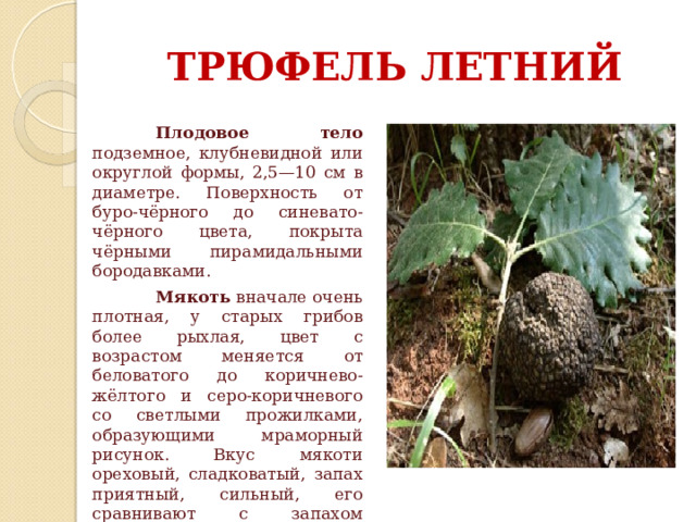 ТРЮФЕЛЬ ЛЕТНИЙ  Плодовое тело подземное, клубневидной или округлой формы, 2,5—10 см в диаметре. Поверхность от буро-чёрного до синевато-чёрного цвета, покрыта чёрными пирамидальными бородавками.  Мякоть вначале очень плотная, у старых грибов более рыхлая, цвет с возрастом меняется от беловатого до коричнево-жёлтого и серо-коричневого со светлыми прожилками, образующими мраморный рисунок. Вкус мякоти ореховый, сладковатый, запах приятный, сильный, его сравнивают с запахом водорослей. 
