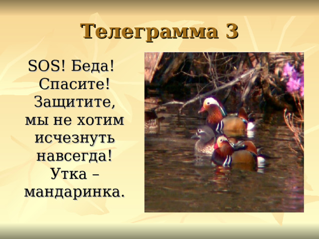 Телеграмма 3  SOS ! Беда! Спасите! Защитите, мы не хотим исчезнуть навсегда! Утка – мандаринка. 