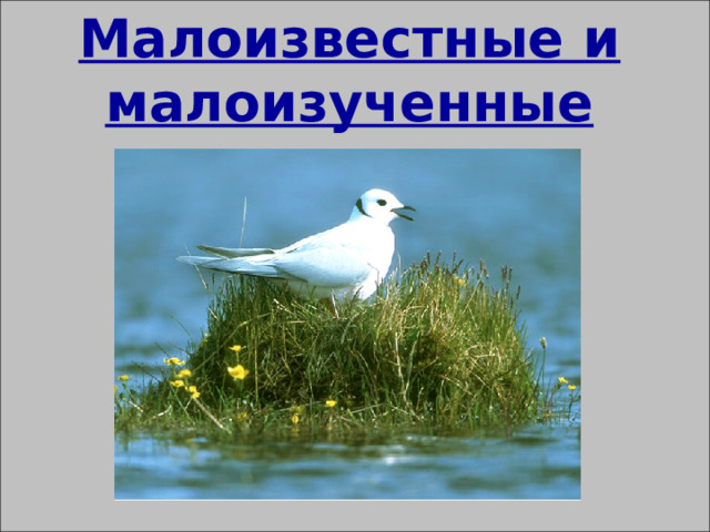 Малоизвестные и малоизученные животные 