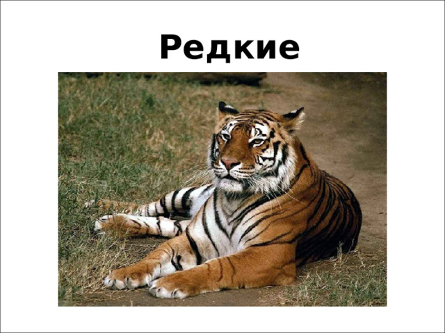 Редкие животные 
