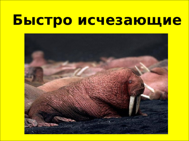 Быстро исчезающие животные 