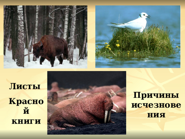 Листы Красной книги Причины исчезновения 