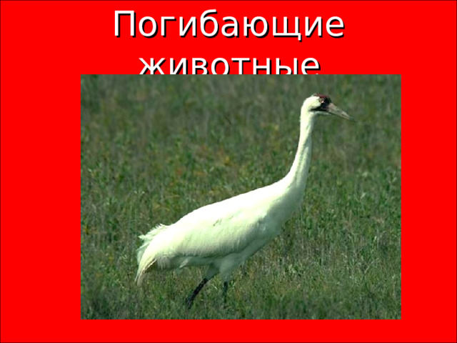 Погибающие животные 