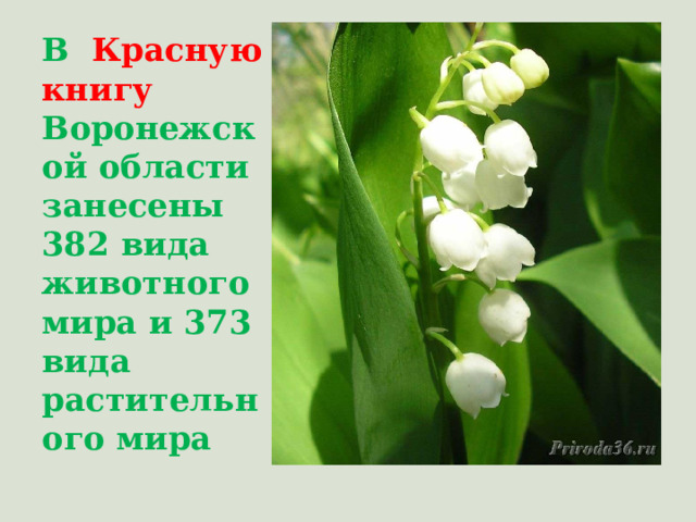 В  Красную книгу Воронежской области занесены 382 вида животного мира и 373 вида растительного мира 