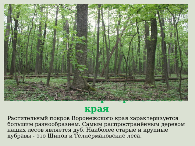 Растительный мир Воронежского края Растительный покров Воронежского края характеризуется большим разнообразием. Самым распространённым деревом наших лесов является дуб. Наиболее старые и крупные дубравы - это Шипов и Теллермановские леса. 