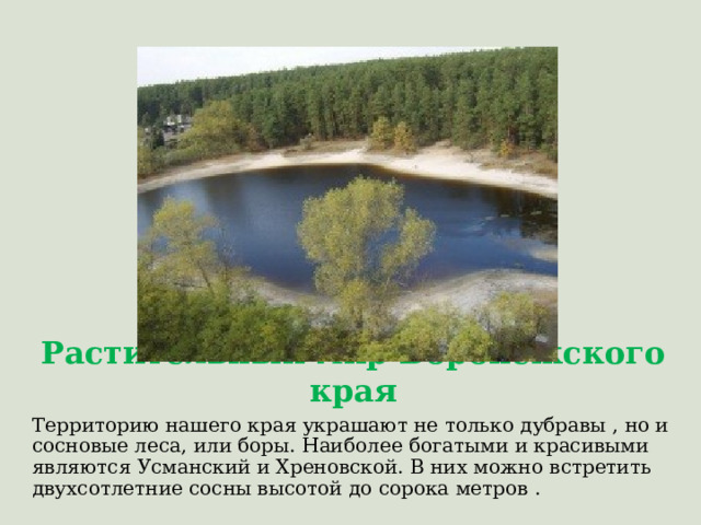 Растительный мир Воронежского края Территорию нашего края украшают не только дубравы , но и сосновые леса, или боры. Наиболее богатыми и красивыми являются Усманский и Хреновской. В них можно встретить двухсотлетние сосны высотой до сорока метров . 