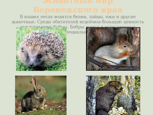 Животный мир Воронежского края  В наших лесах водятся белки, зайцы, ежи и другие животные. Среди обитателей водоёмов большую ценность представляют бобры. Бобры живут в естественных условиях и в специальных питомниках. 