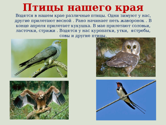 Птицы нашего края  Водятся в нашем крае различные птицы. Одни зимуют у нас, другие прилетают весной . Рано начинает петь жаворонок . В конце апреля прилетает кукушка. В мае прилетают соловьи, ласточки, стрижи . Водятся у нас куропатки, утки, ястребы, совы и другие птицы. 