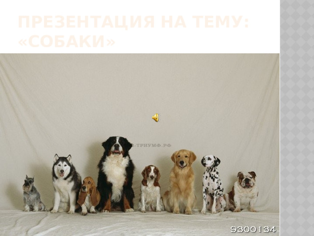 Презентация на тему: «Собаки» 