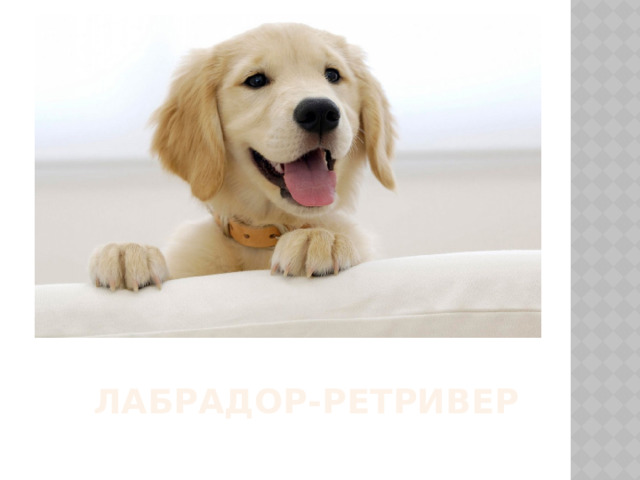 Лабрадор-ретривер 