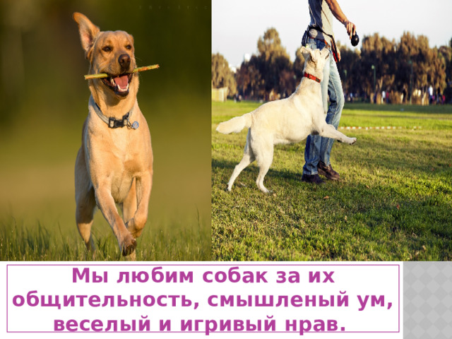 Мы любим собак за их общительность, смышленый ум, веселый и игривый нрав. 