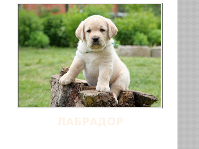 Лабрадор 