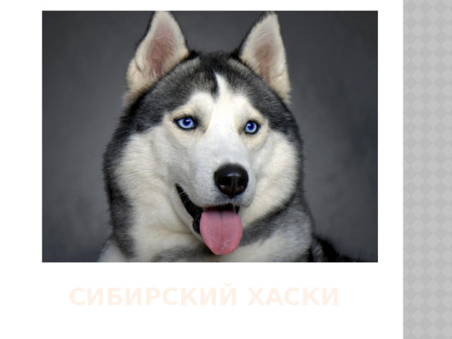  Сибирский Хаски 