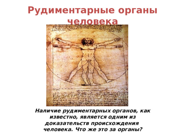 Рудиментарные  органы человека Наличие рудиментарных органов, как известно, является одним из доказательств происхождения человека. Что же это за органы? 