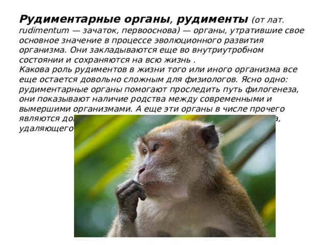 Рудиментарные  органы , рудименты  (от лат. rudimentum — зачаток, первооснова) — органы, утратившие свое основное значение в процессе эволюционного развития организма. Они закладываются еще во внутриутробном состоянии и сохраняются на всю жизнь . Какова роль рудиментов в жизни того или иного организма все еще остается довольно сложным для физиологов. Ясно одно: рудиментарные органы помогают проследить путь филогенеза, они показывают наличие родства между современными и вымершими организмами. А еще эти органы в числе прочего являются доказательством действия естественного отбора, удаляющего ненужный признак. 