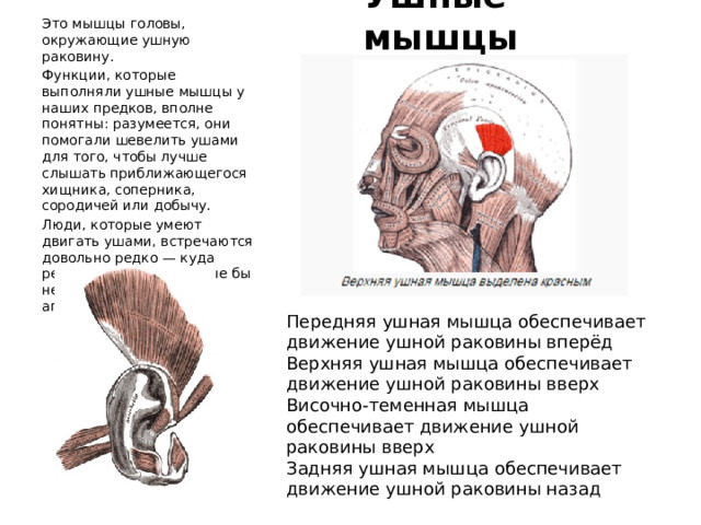 Это мышцы головы, окружающие ушную раковину. Функции, которые выполняли ушные мышцы у наших предков, вполне понятны: разумеется, они помогали шевелить ушами для того, чтобы лучше слышать приближающегося хищника, соперника, сородичей или добычу. Люди, которые умеют двигать ушами, встречаются довольно редко — куда реже, чем люди, которые бы не имели копчика, аппендикса и т. п. Ушные мышцы Передняя ушная мышца обеспечивает движение ушной раковины вперёд Верхняя ушная мышца обеспечивает движение ушной раковины вверх Височно-теменная мышца обеспечивает движение ушной раковины вверх Задняя ушная мышца обеспечивает движение ушной раковины назад 