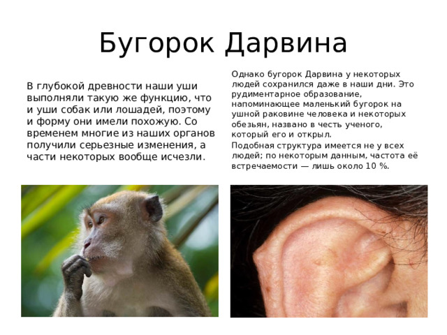 Бугорок Дарвина Однако бугорок Дарвина у некоторых людей сохранился даже в наши дни. Это рудиментарное образование, напоминающее маленький бугорок на ушной раковине человека и некоторых обезьян, названо в честь ученого, который его и открыл. Подобная структура имеется не у всех людей; по некоторым данным, частота её встречаемости — лишь около 10 %.  В глубокой древности наши уши выполняли такую же функцию, что и уши собак или лошадей, поэтому и форму они имели похожую. Со временем многие из наших органов получили серьезные изменения, а части некоторых вообще исчезли. 