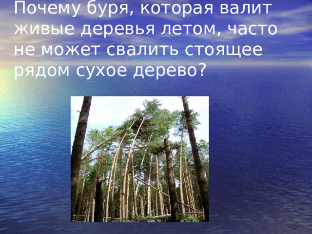 Почему буря, которая валит живые деревья летом, часто не может свалить стоящее рядом сухое дерево?  