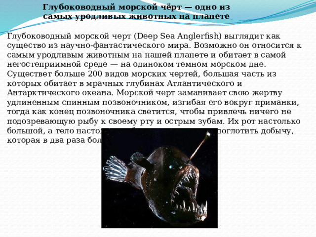 Глубоководный морской чёрт — одно из самых уродливых животных на планете Глубоководный морской черт (Deep Sea Anglerfish) выглядит как существо из научно-фантастического мира. Возможно он относится к самым уродливым животным на нашей планете и обитает в самой негостеприимной среде — на одиноком темном морском дне. Существет больше 200 видов морских чертей, большая часть из которых обитает в мрачных глубинах Атлантического и Антарктического океана. Морской черт заманивает свою жертву удлиненным спинным позвоночником, изгибая его вокруг приманки, тогда как конец позвоночника светится, чтобы привлечь ничего не подозревающую рыбу к своему рту и острым зубам. Их рот настолько большой, а тело настолько гибкое, что они могут поглотить добычу, которая в два раза больше их самих.  