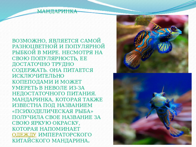  Мандаринка возможно, является самой разноцветной и популярной рыбкой в мире. Несмотря на свою популярность, ее достаточно трудно содержать. Она питается исключительно копеподами и может умереть в неволе из-за недостаточного питания. Мандаринка, которая также известна под названием «психоделическая рыба» получила свое название за свою яркую окраску, которая напоминает  одежду  императорского китайского мандарина . 