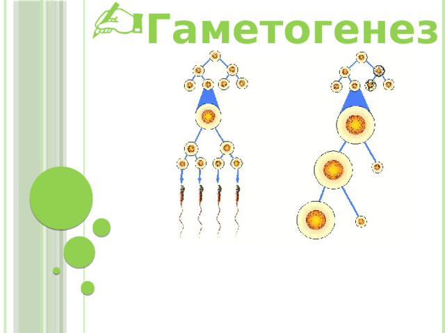 Гаметогенез  