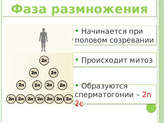 Фаза размножения  Начинается при половом созревании  Происходит митоз  Образуются сперматогонии – 2n 2c   