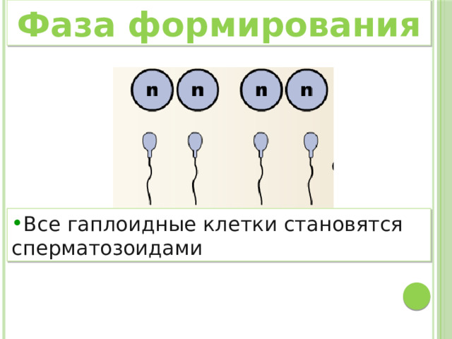 Фаза формирования Все гаплоидные клетки становятся сперматозоидами 