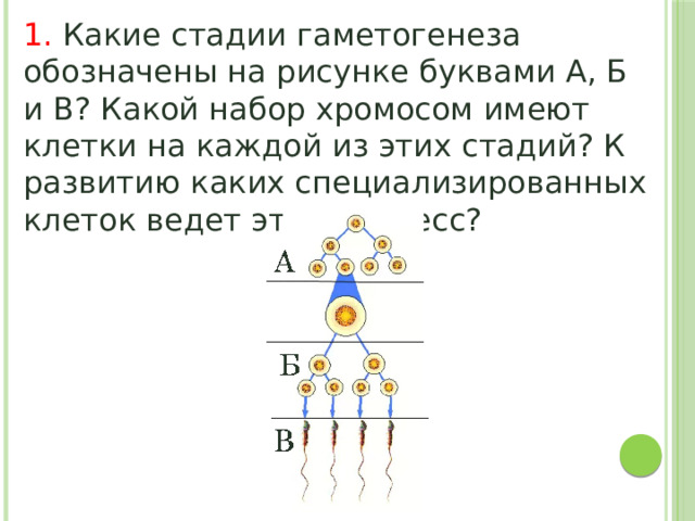 1. Какие стадии гаметогенеза обозначены на рисунке буквами А, Б и В? Какой набор хромосом имеют клетки на каждой из этих стадий? К развитию каких специализированных клеток ведет этот процесс? 