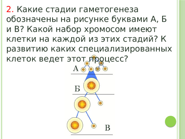 2. Какие стадии гаметогенеза обозначены на рисунке буквами А, Б и В? Какой набор хромосом имеют клетки на каждой из этих стадий? К развитию каких специализированных клеток ведет этот процесс? 