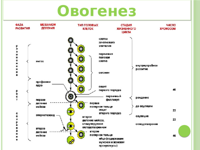 Овогенез 