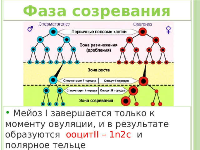 Фаза созревания  Мейоз I завершается только к моменту овуляции, и в результате образуются ооцитII – 1n2c  и полярное тельце 
